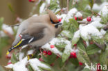 Pestvogel (Bombycilla garrulus)