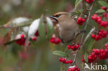 Bohemian Waxwing (Bombycilla garrulus)