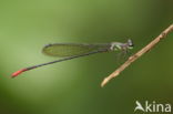 Phoenicagrion flammeum