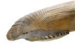 Pholade (Pholas dactylus)