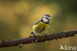 Pimpelmees (Parus caeruleus)