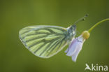 Cuckoo flower (Cardamine pratensis var angustifolia)