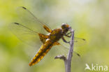 Platbuik (Libellula depressa)