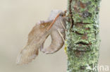 Poplar Hawk-moth (Laothoe populi)