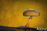 Porcelain fungus (Oudemansiella mucida)