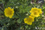 Potentilla crantzii