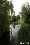 ditch