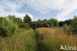 brushwood
