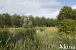ditch