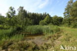 amphibian pool
