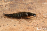 Quedius semiobscurus