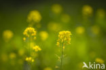 Turnip (Brassica rapa)