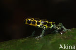 imitator poison frog (Ranitomeya imitator)