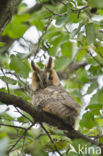 Long-eared Owl (Asio otus)