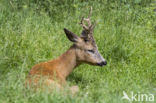 Roe Deer (Capreolus capreolus)