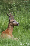 Roe Deer (Capreolus capreolus)