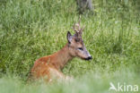 Roe Deer (Capreolus capreolus)