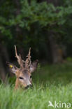 Roe Deer (Capreolus capreolus)