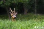 Roe Deer (Capreolus capreolus)