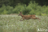 Roe Deer (Capreolus capreolus)