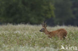 Ree (Capreolus capreolus)