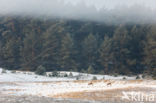 Roe Deer (Capreolus capreolus)