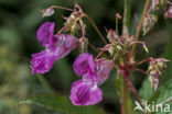 Indian Balsam (Impatiens glandulifera)