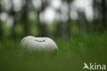 Giant Puffball (Langermannia gigantea)