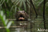 Reuzenotter (Pteronura brasiliensis)