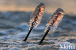 Riet (Phragmites australis)