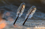 Riet (Phragmites australis)