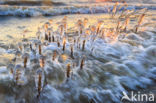 Riet (Phragmites australis)