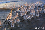 Riet (Phragmites australis)