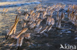 Riet (Phragmites australis)