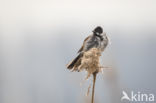 Common Reed (Phragmites australis)