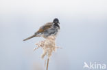 Reed Bunting (Emberiza schoeniclus)