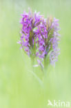 Southern Marsh-orchid (Dactylorhiza praetermissa)