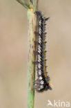 The Drinker (Euthrix potatoria)