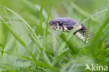 Grass Snake (Natrix natrix)