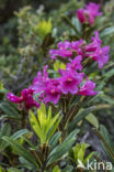 Rusty-leaved Alpenrose (Rhododendron ferrugineum)
