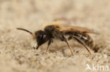 Roodbuikje (Andrena ventralis)