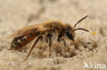 Roodbuikje (Andrena ventralis)