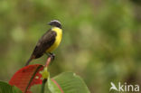 Social Flycatcher (Myiozetetes similis)