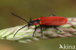 Net-winged beetle (Lygistopterus sanguineus)