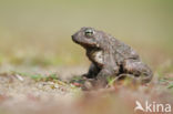 Rugstreeppad (Bufo calamita