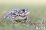 Rugstreeppad (Bufo calamita