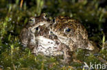 Rugstreeppad (Bufo calamita