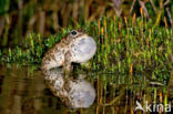 Rugstreeppad (Bufo calamita