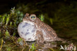 Natterjack toad (Bufo calamita