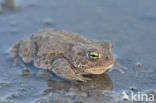 Rugstreeppad (Bufo calamita